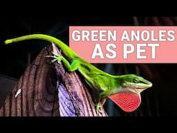 13 Green Anole Facts to Keep as Pet