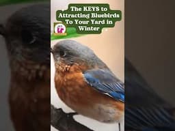 Keys to Attracting Bluebirds to Your Yard in Winter