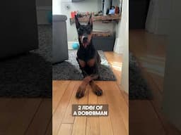 Regal & Silly #dog #funny #puppy #doberman #dobermanpinschers #dobermanpuppy #dogsfunny