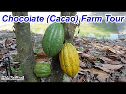 Chocolate (Cacao) Farm Tour Chiang Mai Thailand Plus A Personal Collection of Classic Cars.