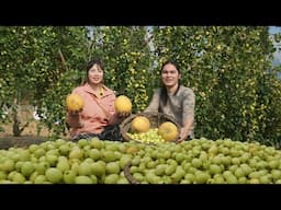 harvesting apples to sell at the market, daily life on the farm, SURVIVAL ALONE