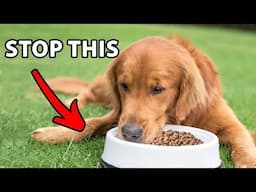 Stop Feeding Your Golden Retriever In A Food Bowl