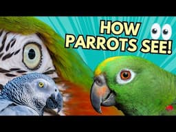 Parrot Vision Explained!