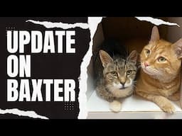 Update on Baxter the Catatonic Cat