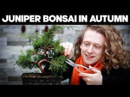 How To Prune Juniper Bonsai Trees In Autumn🌲