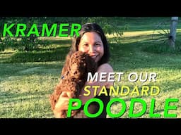 KRAMER'S FIRST VIDEO | STANDARD POODLE #standardpoodle