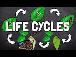 What Are Life Cycles?