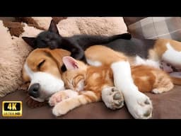 When dog and cat have become best friends ❤️