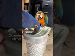 Parrots SURFING on feeding box