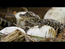 I Witnessed Louisiana Alligator Eggs Hatching and You Won't Believe What Happened