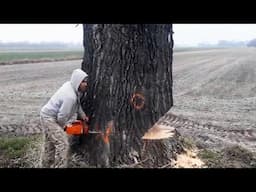 Fastest Masterful Tree Felling, Huge Trees Down in Minutes | Expert Lumberjack Skills