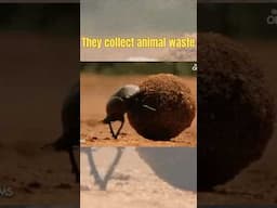 #dungbeetle #beetle #facts #viralshort #shorts #shortvideo #learning #education #video