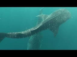 Whale Sharks of Papua