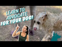 Learn How To Advocate For Your Dog!