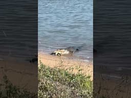 It’s not uncommon to see a big #crocodile smashing a turtle off the foreshore in this area… 😳🐊🐢