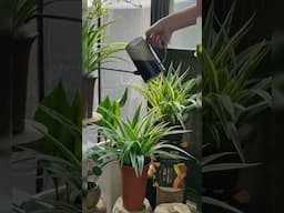 Spider Plants! #shortvideo #indoorideas #garden #indoorplants #plantvase #houseplantdecor #shorts