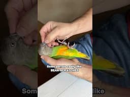 Some Parrots Really Enjoy Beak Scratches