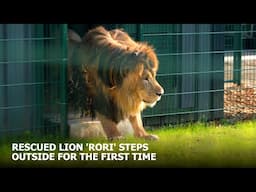 Rescued lion Rori take his first steps outside at his temporary home in Belgium! 🦁