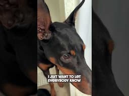 No Changes Here #dog #funny #puppy #doberman #dobermanpinschers #dobermanpuppy #dogsfunny