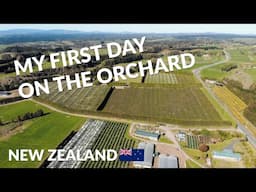 Starting work on the orchard | Our return to New Zealand after vanlife in Europe