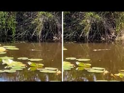 Baby Alligator Swimming