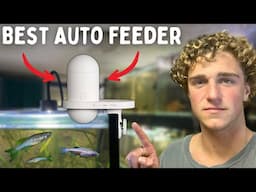 Hygger's Automatic Fish Feeder - You NEED This Product!