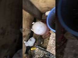 Hair tie provides lots of fun for the little birds, quails and chickens.