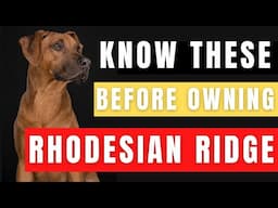 Rhodesian Ridge Dog portrait - What You NEED to Know Before Owning!