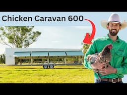 Chicken Caravan 600