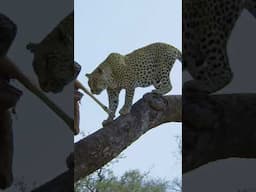 Smart Leopard Stashes Her Dinner in a Tree #leopard #bigcats #cats