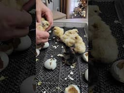 Hatching Ermine & Black Ameracauna Chicks