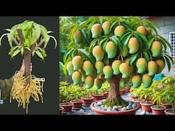 The best ideas for growing mango tree at home - very easy and effective