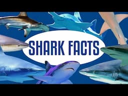 Shark Facts, Myths, and Misconceptions Explained!