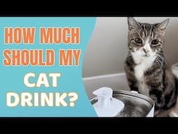 How Much Should My Cat Drink