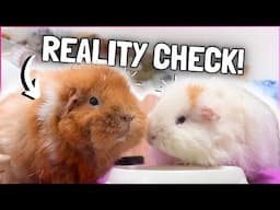 What it's ACTUALLY Like Owning Guinea Pigs!