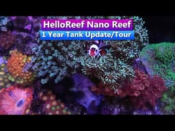 Hello Reef - Nano Reef - 1 Year Update & Tank Tour