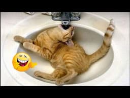 🐶🐕 Best Cats Videos 🐶🐕 Funny Animal Videos