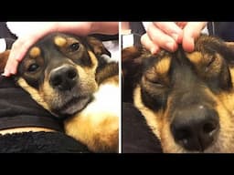 Funny Dogs Getting Massage