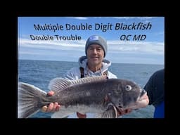 Multiple Double Digit Blackfish ( Tautog ) on the Double Trouble -Capt.DJ Ocean City Maryland