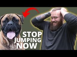 HOW TO STOP BULLMASTIFF FROM JUMPING