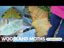 How to Identify Woodland Moths