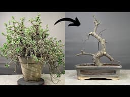 Making Bonsai Tree from Jade Plant | Portulacaria Afra | Pruning | Repotting | Part-1