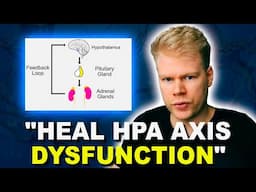 How To Fix HPA Axis Dysfunction (Treatment, Supplements & Lifestyle)