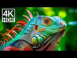 INCREDIBLE WILD ANIMALS IN ACTION | 4K ULTRA HD #4K #ANIMALS