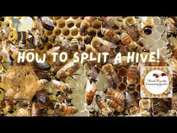 How to Split a Hive with Woods Friendly Garden