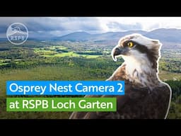 Live Osprey nest | RSPB Loch Garten