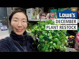 Lowe's December Restock: Pink Passion Lipstick Plants, Hoyas & Other Hanging Baskets