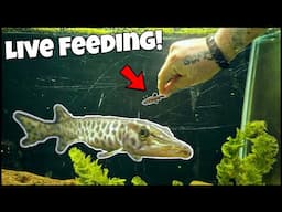 Pet Muskie Eats LIVE Fish From My Hand!