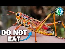 America's BIGGEST Grasshopper Has a TOXIC Secret (ft. @MyWildBackyard)