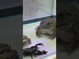 Asian Bullfrog with Scorpion and  Banned Frog #shorts